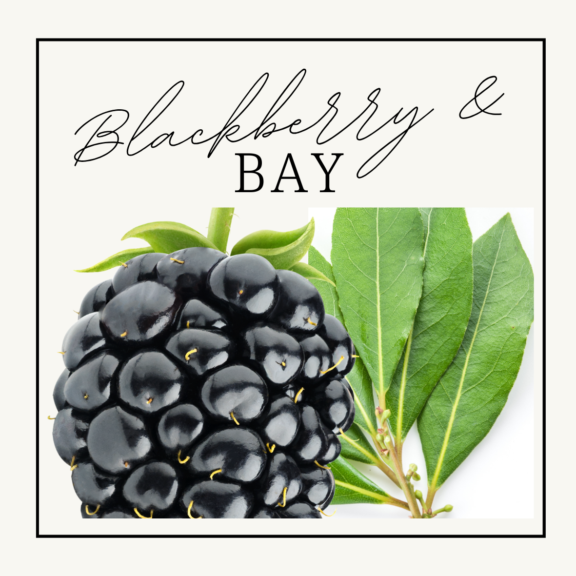 Blackberry & Bay Wax Melts