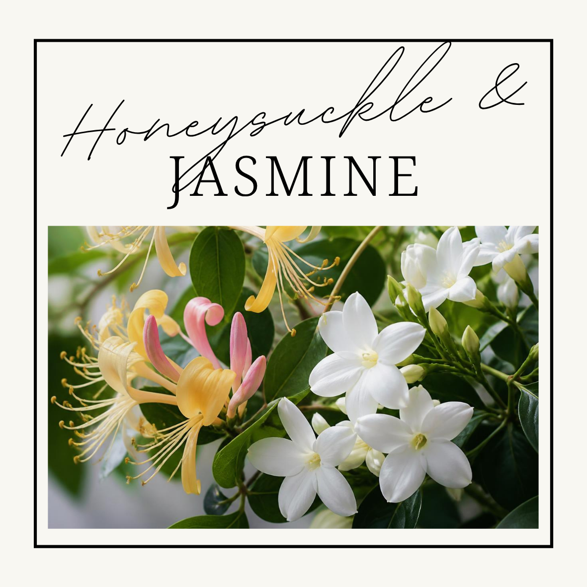 Honeysuckle & Jasmine Wax Clamshells