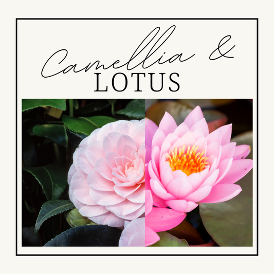 Camellia & Lotus Wax Melts