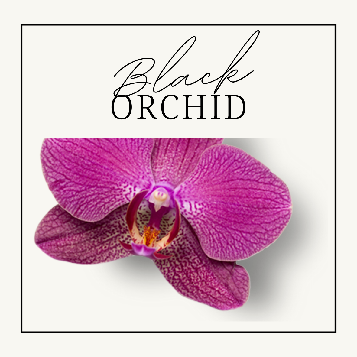 Black Orchid Wax Melts